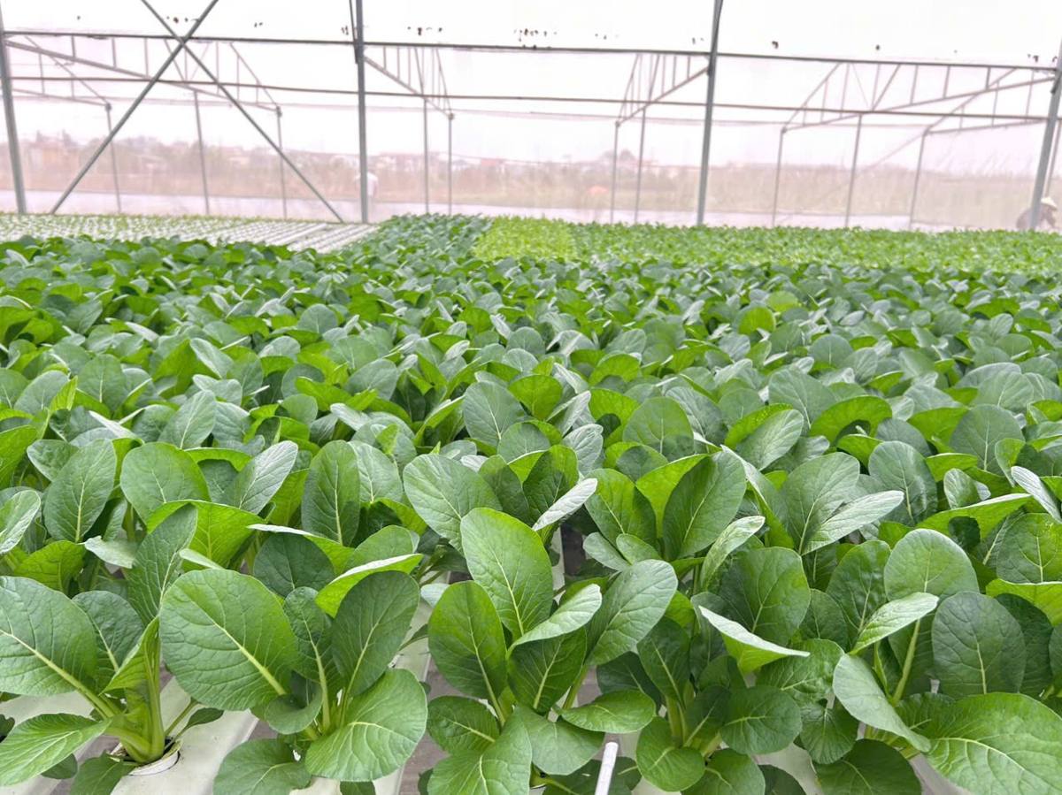 Những luống rau xanh trong nhà màng Tuấn Mạnh Farm tại Phúc Lộc, Hà Nội