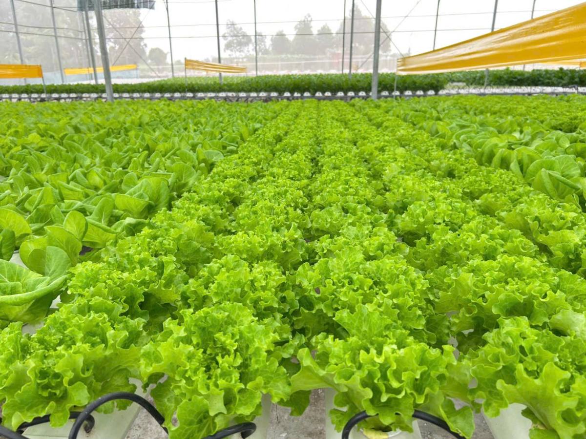 Luống rau thủy canh xanh mướt trong nhà màng Tuấn Mạnh Farm